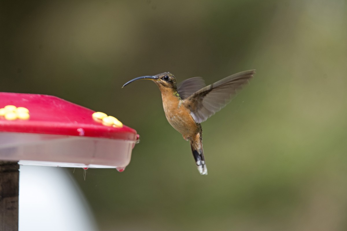 Rufous-breasted Hermit - ML410192311