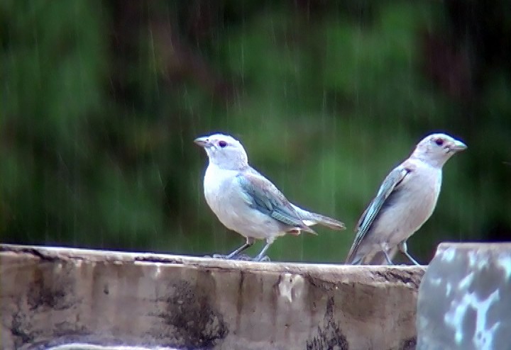 Sayaca Tanager - ML410192601