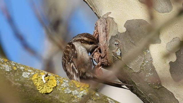 Short-toed Treecreeper - ML410193541