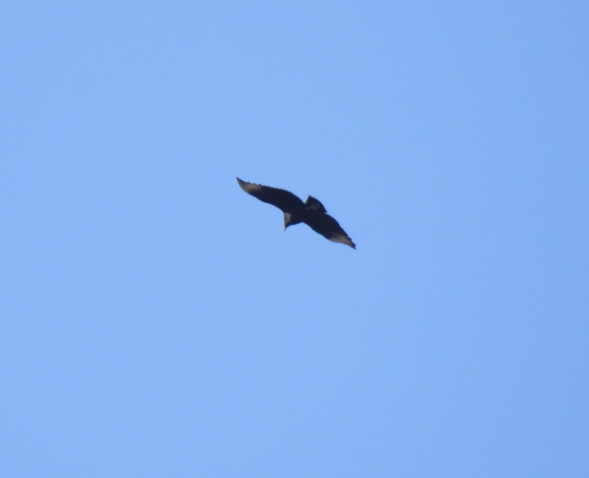 Black Vulture - ML410193801