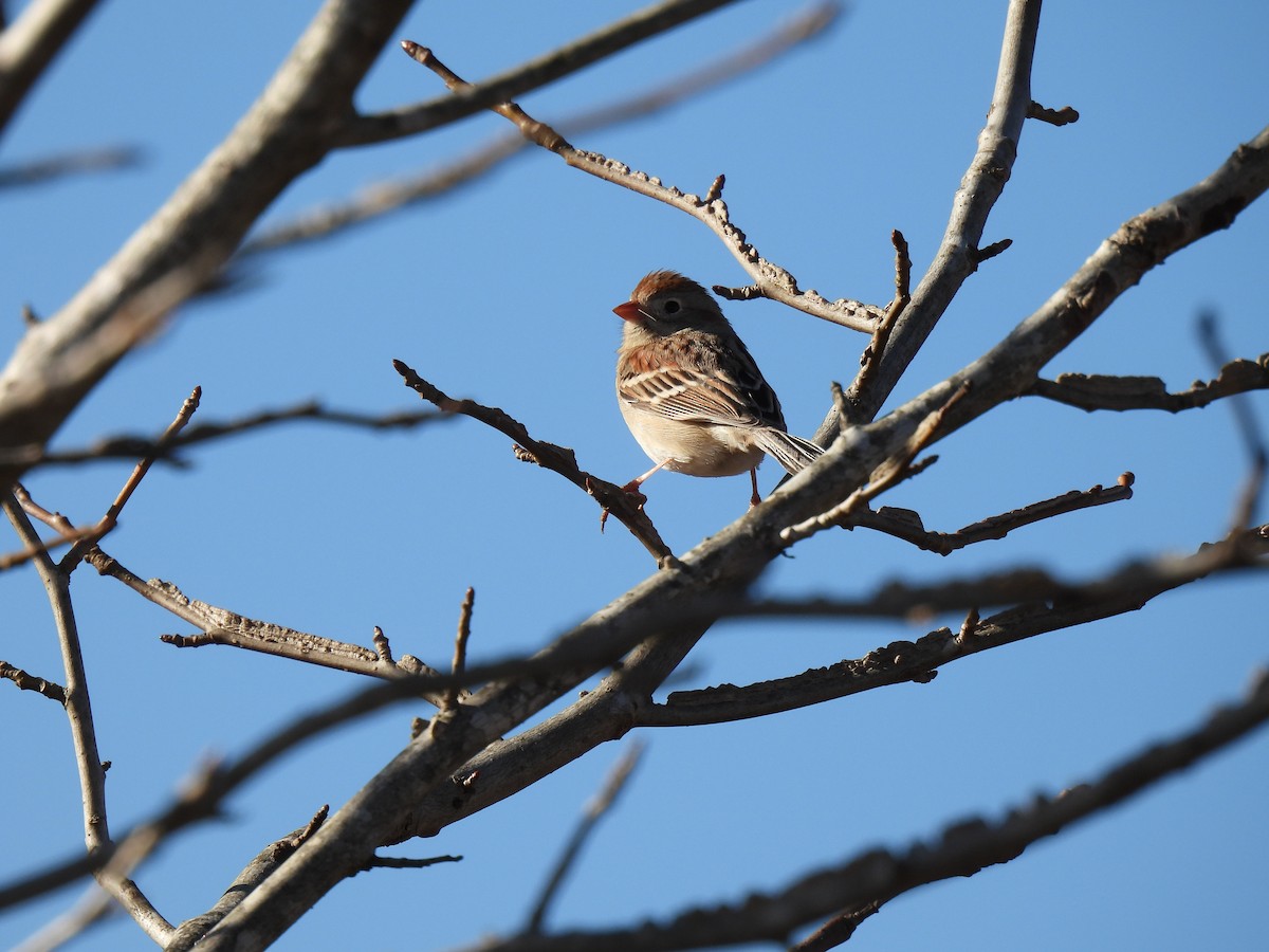 Field Sparrow - Paige Richardson