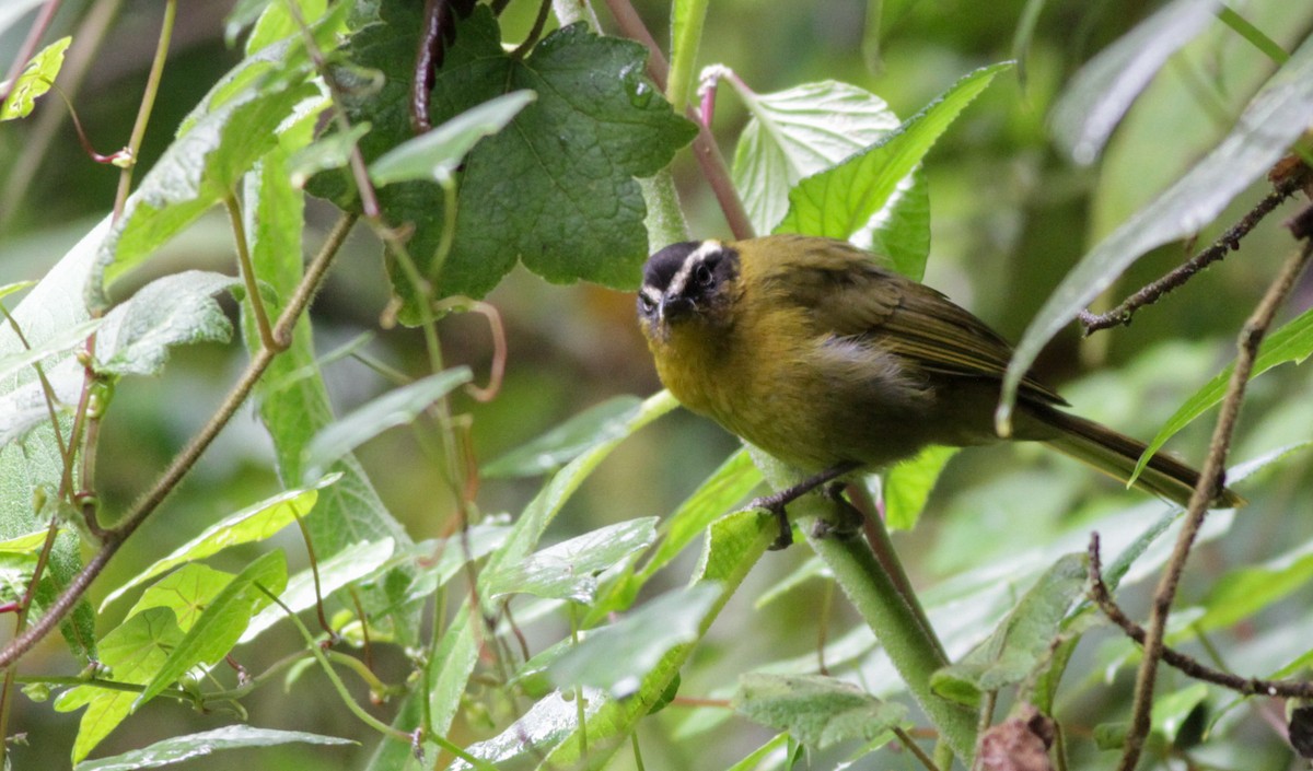 Black-capped Hemispingus - ML41019551