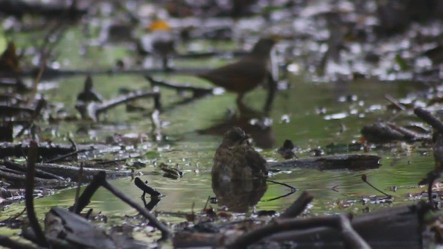 Creamy-bellied Thrush - ML410195951