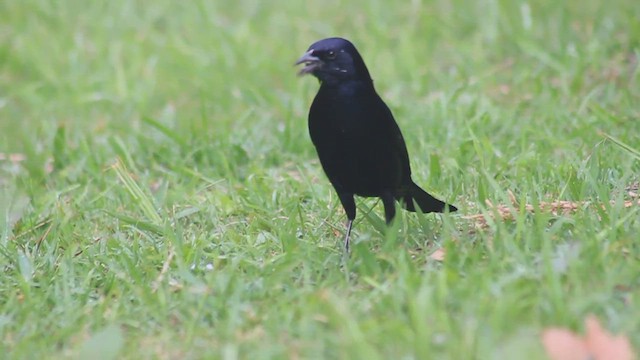 Shiny Cowbird - ML410196071