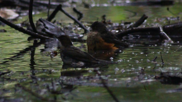 Rufous-bellied Thrush - ML410196091