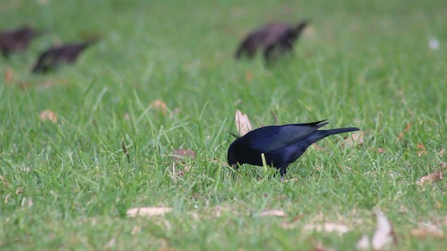 Shiny Cowbird - ML410196231