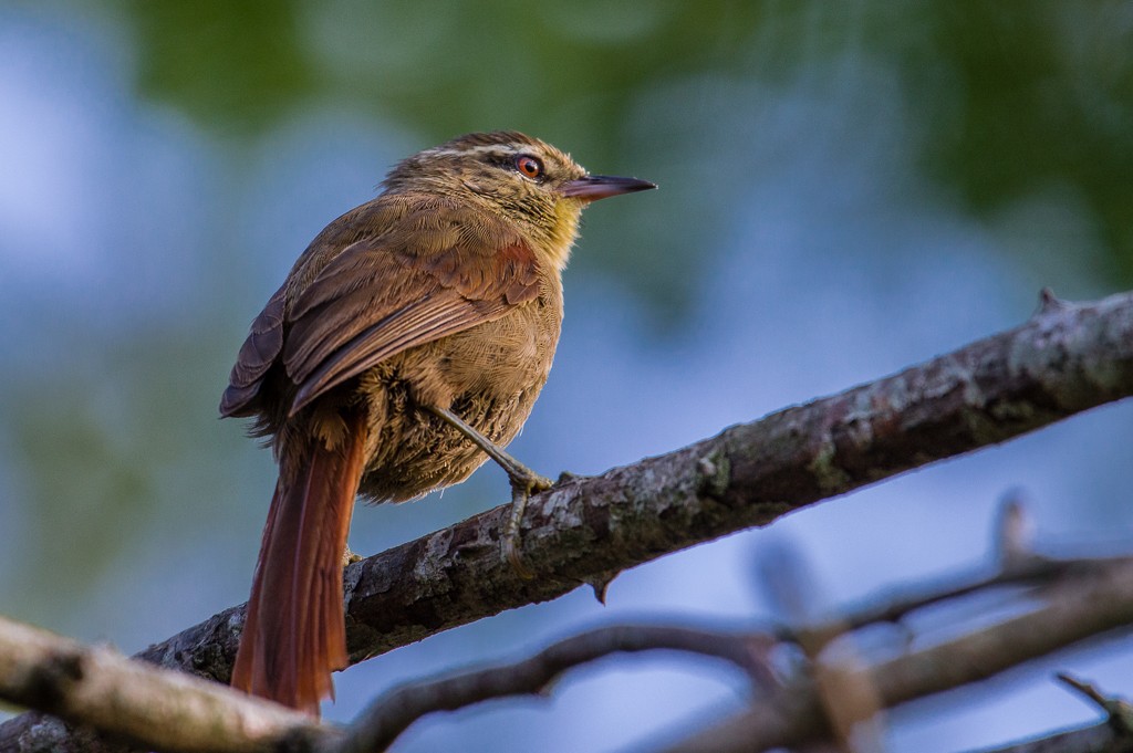 Olive Spinetail - ML41019631