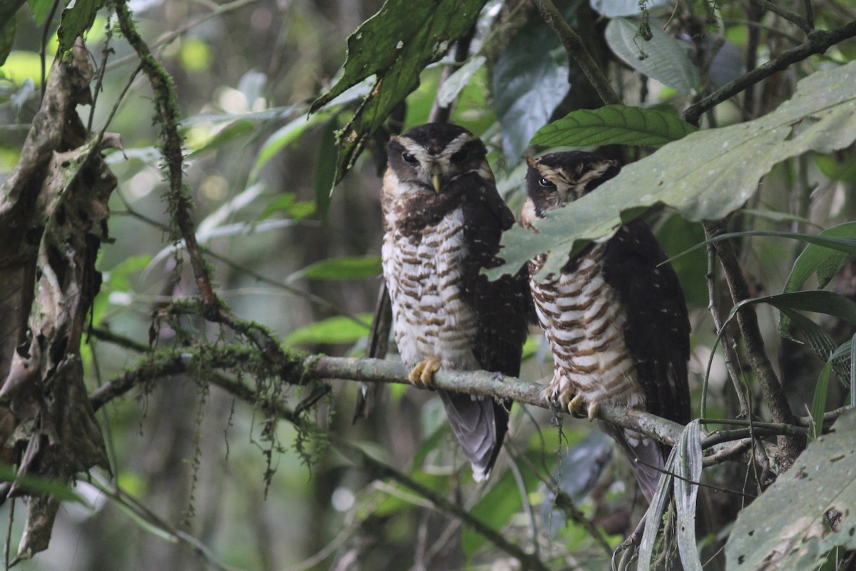 Band-bellied Owl - Aidan Place