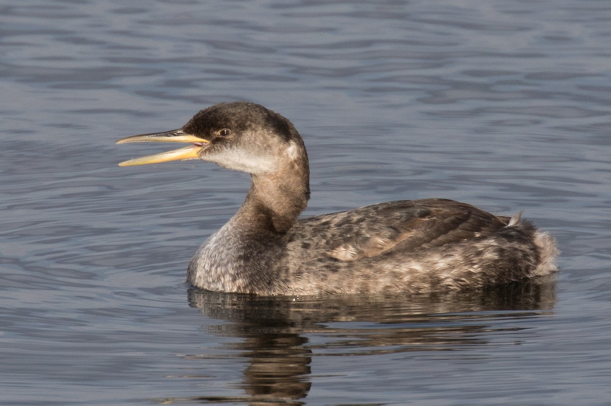 Red-necked Grebe - ML41019641