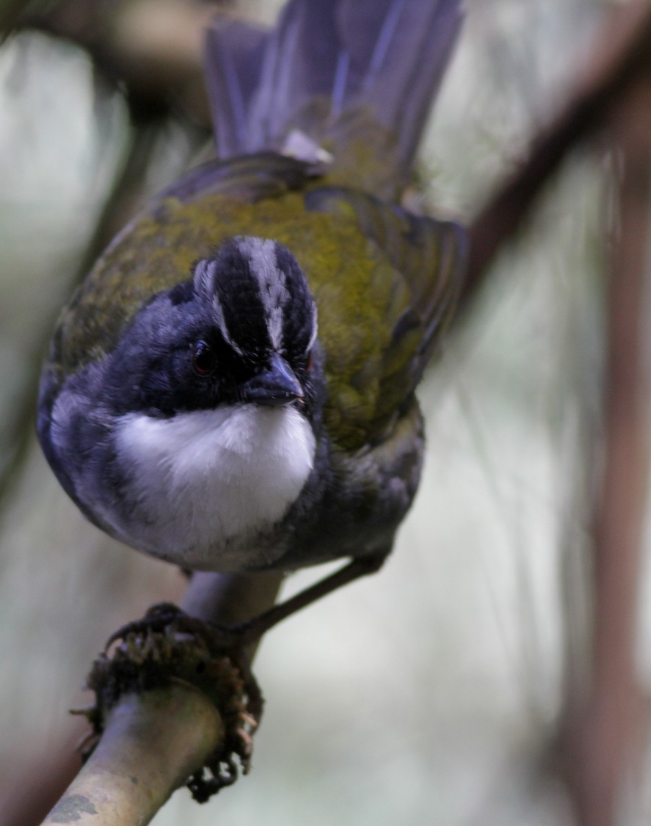 Gray-browed Brushfinch - ML41019711