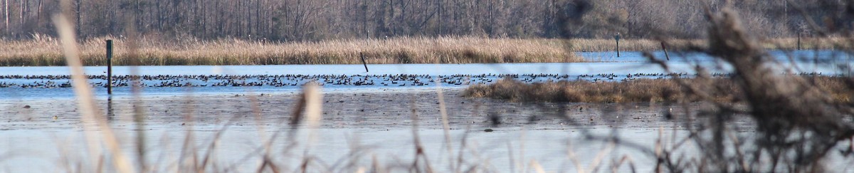 American Coot - ML410197281