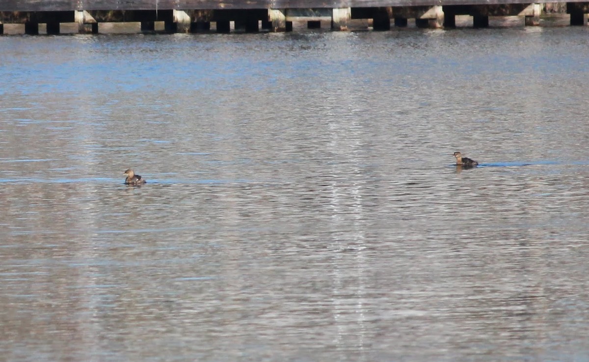 Pied-billed Grebe - ML410197591