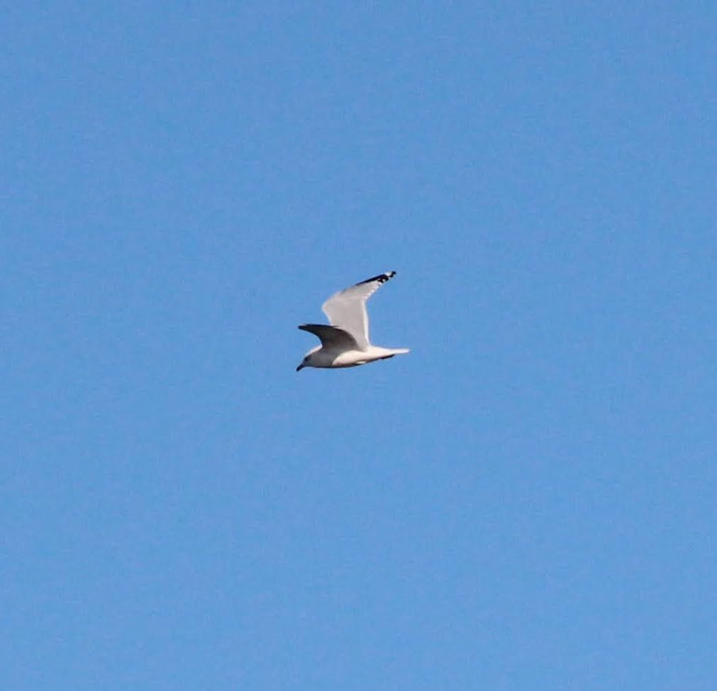 Ring-billed Gull - ML410197711