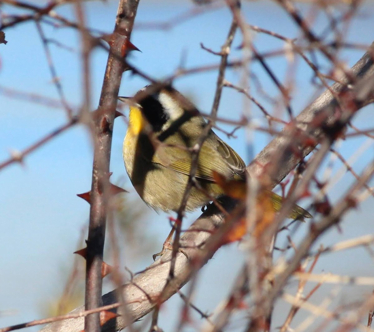 Common Yellowthroat - ML410197771