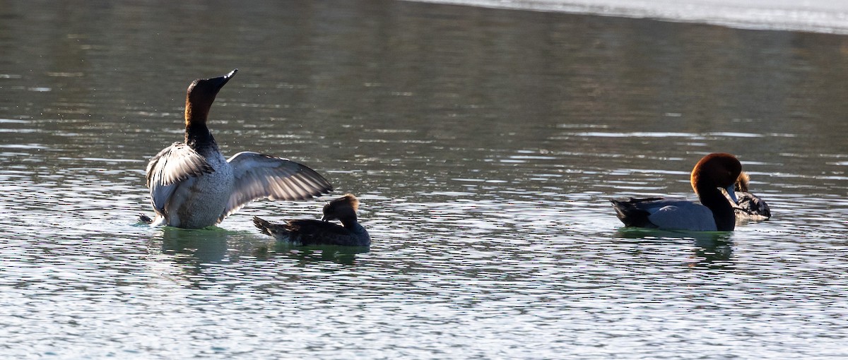 Canvasback - ML410198151