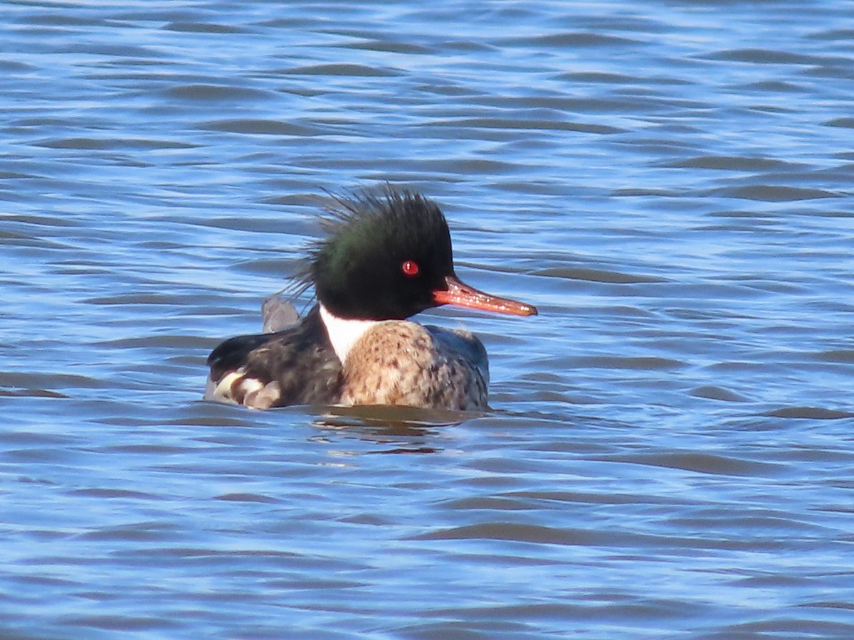 Red-breasted Merganser - ML410199601