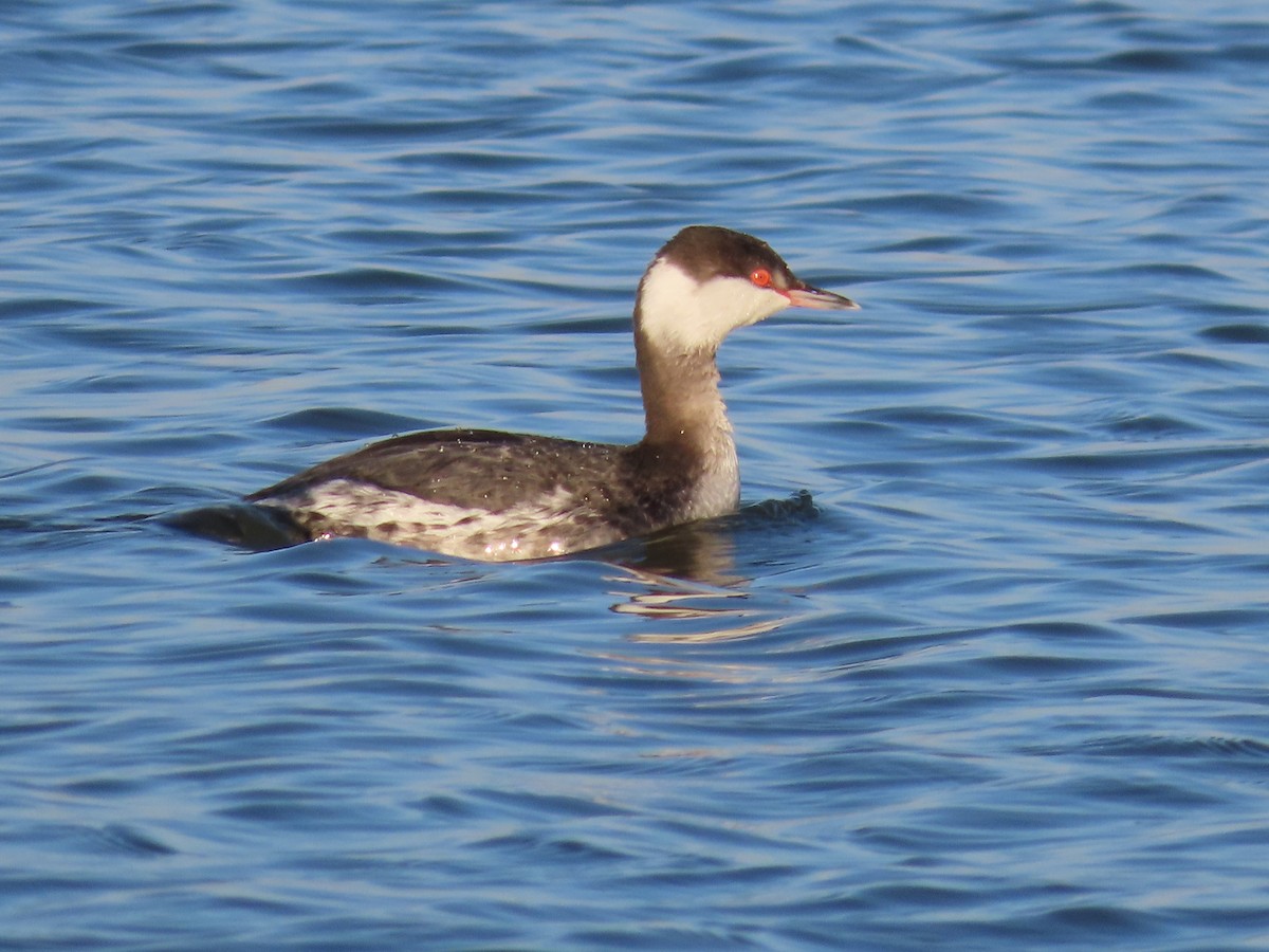 Horned Grebe - sabrina  cobb