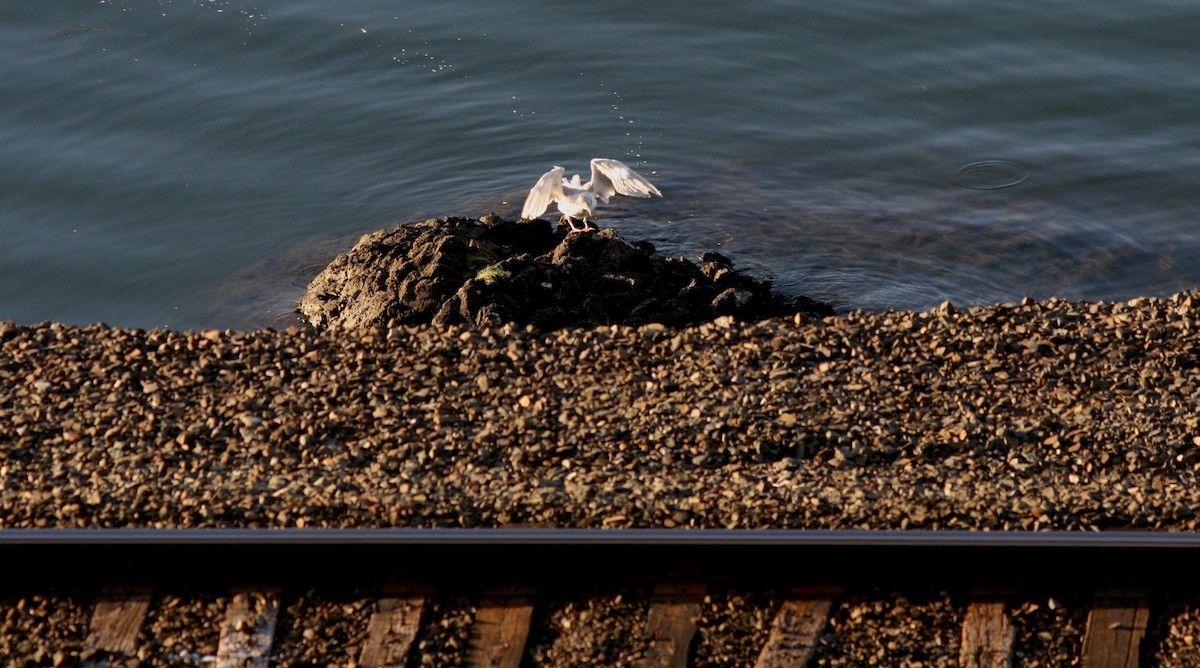 Glaucous-winged Gull - ML410200371