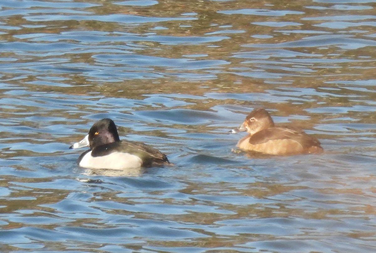 Ring-necked Duck - ML410201841