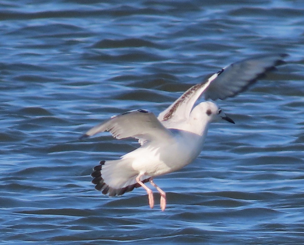 Bonaparte's Gull - ML410202341