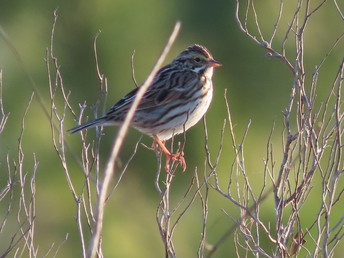 Savannah Sparrow - ML410203211
