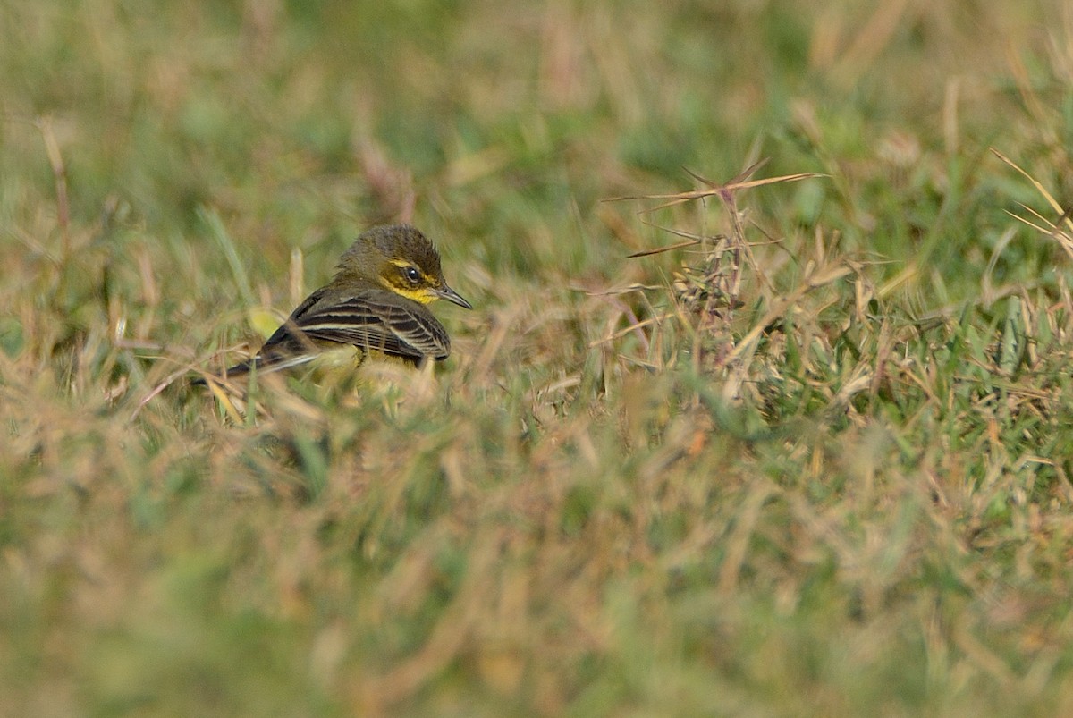 Western Yellow Wagtail - ML41020341