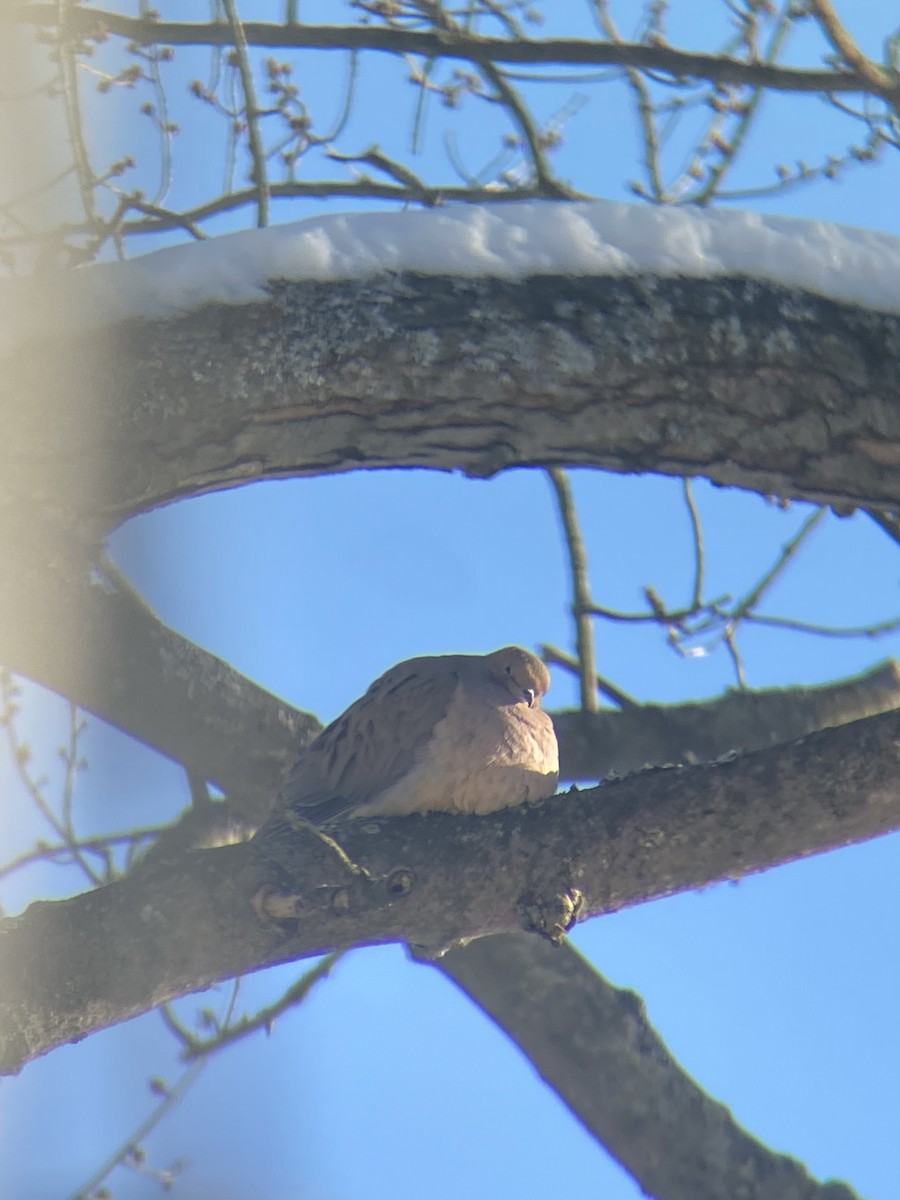 Mourning Dove - ML410204091