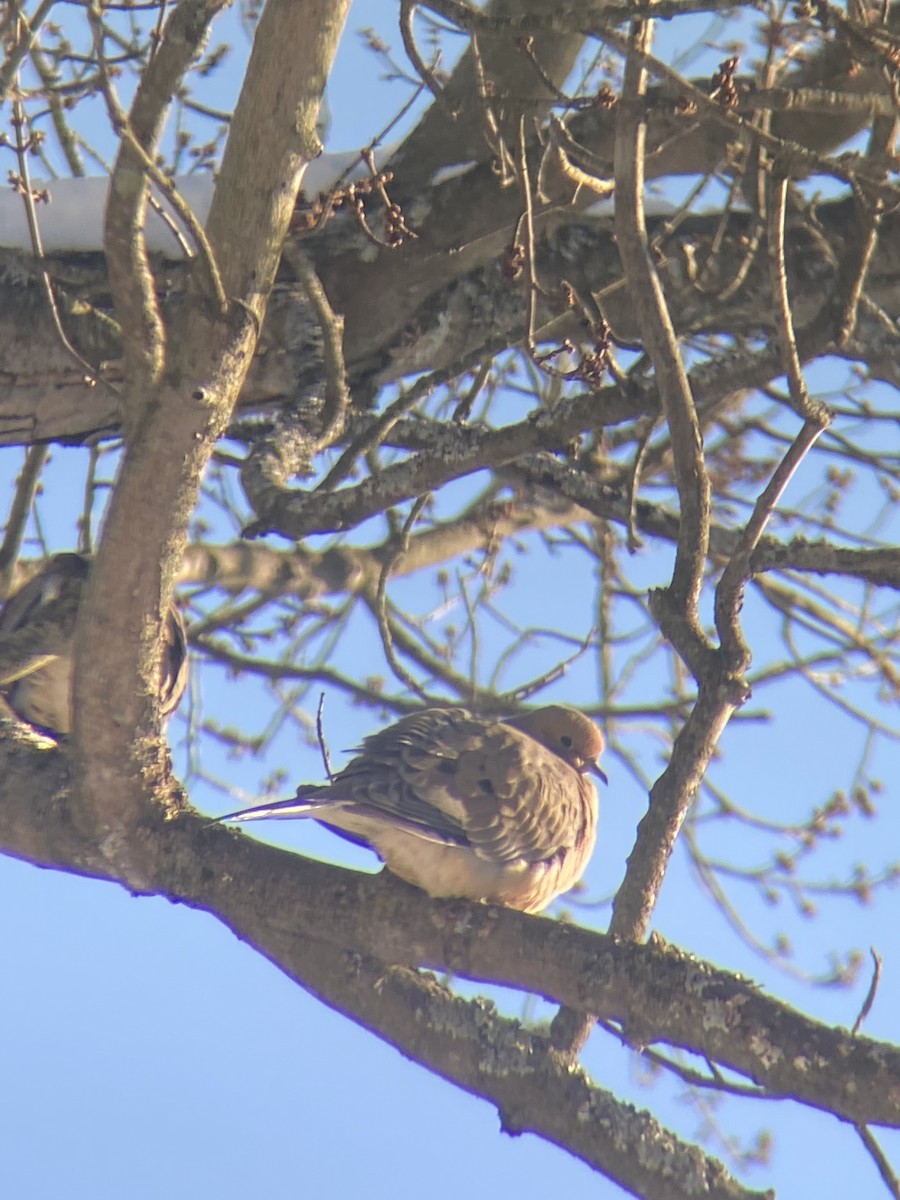 Mourning Dove - ML410204111