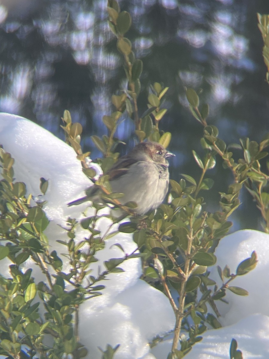 House Sparrow - ML410204131