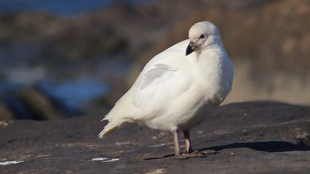 Snowy Sheathbill - ML410204711