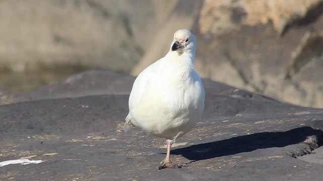 Snowy Sheathbill - ML410205261