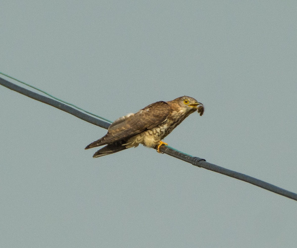 Common Hawk-Cuckoo - ML410205801