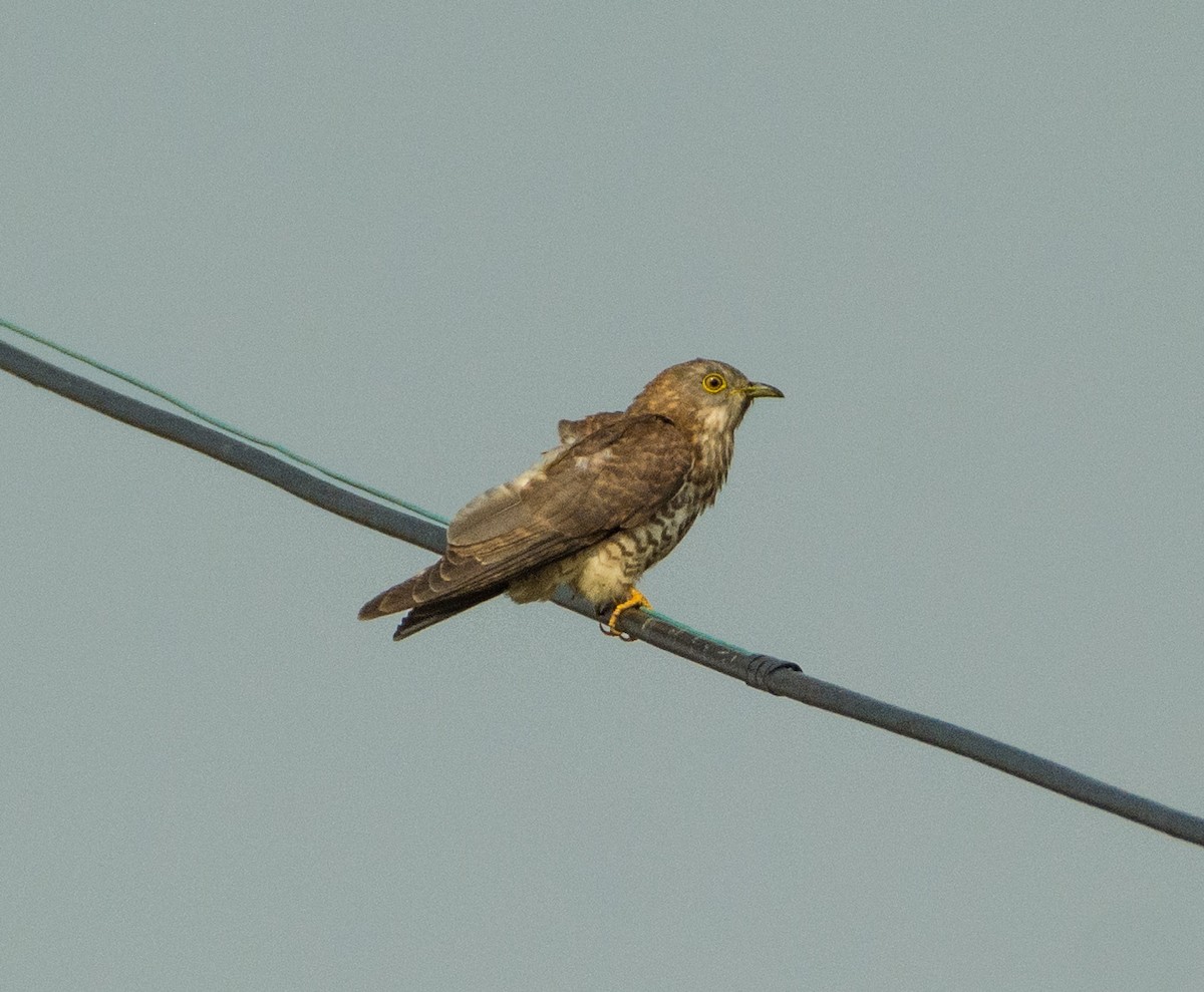 Common Hawk-Cuckoo - ML410205821