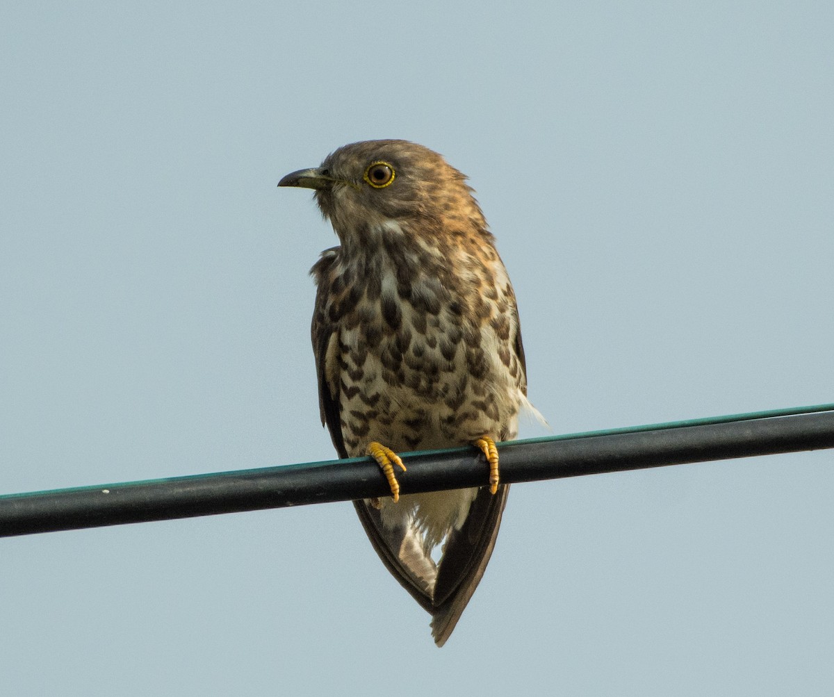 Common Hawk-Cuckoo - ML410205831