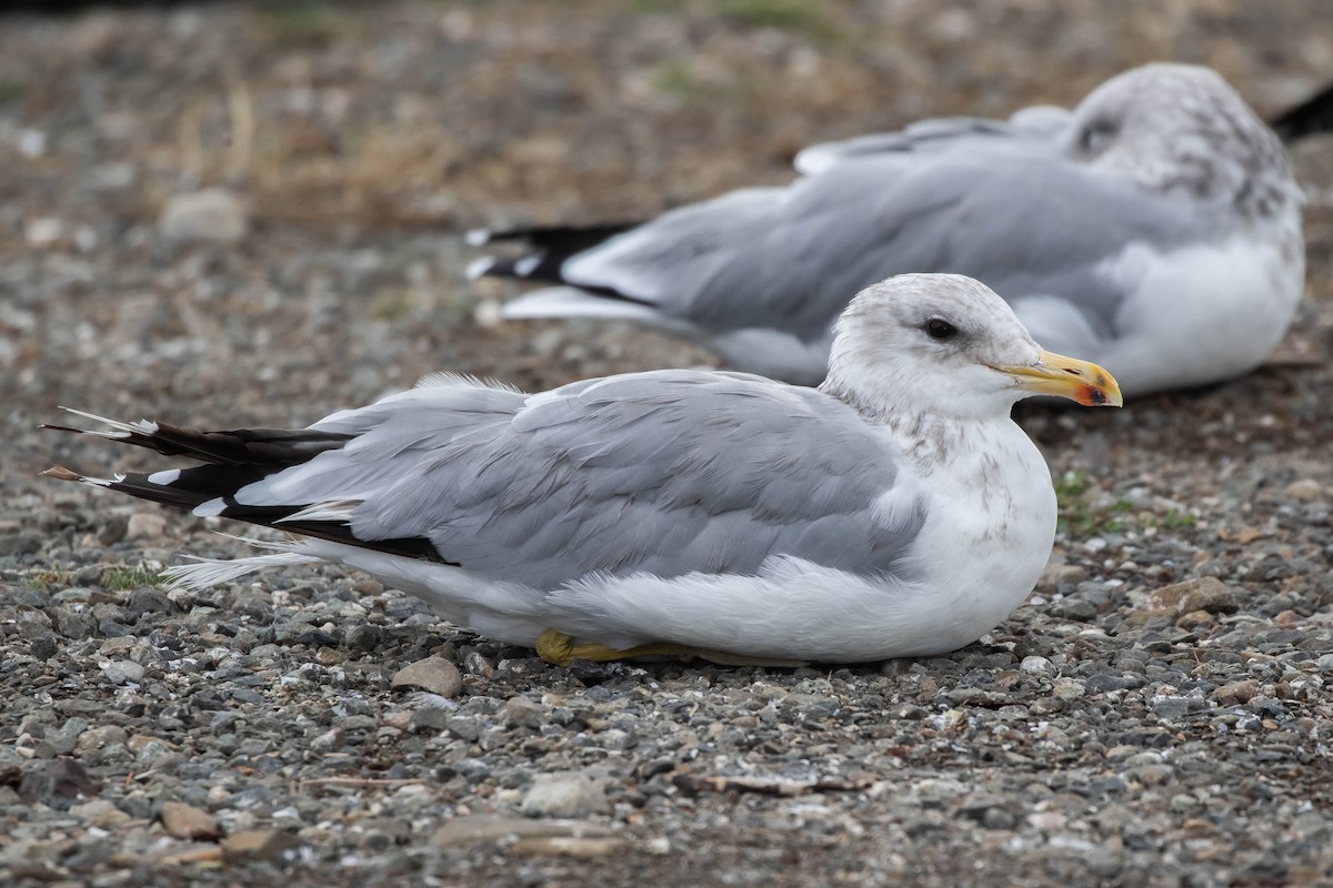 California Gull - Alex Lamoreaux