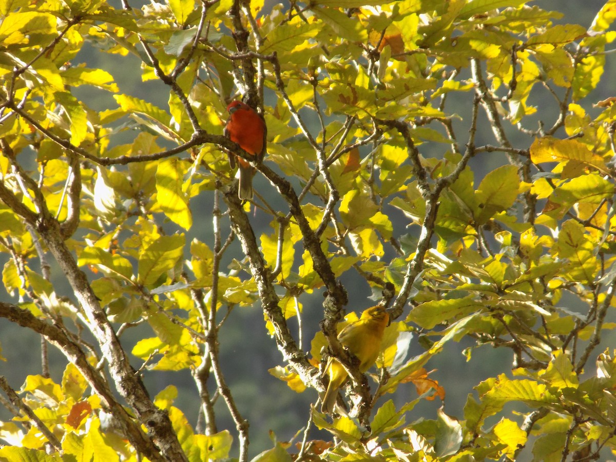 Flame-colored Tanager - Hermes Vega