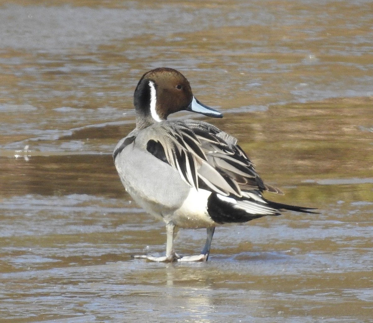 Northern Pintail - ML410207231