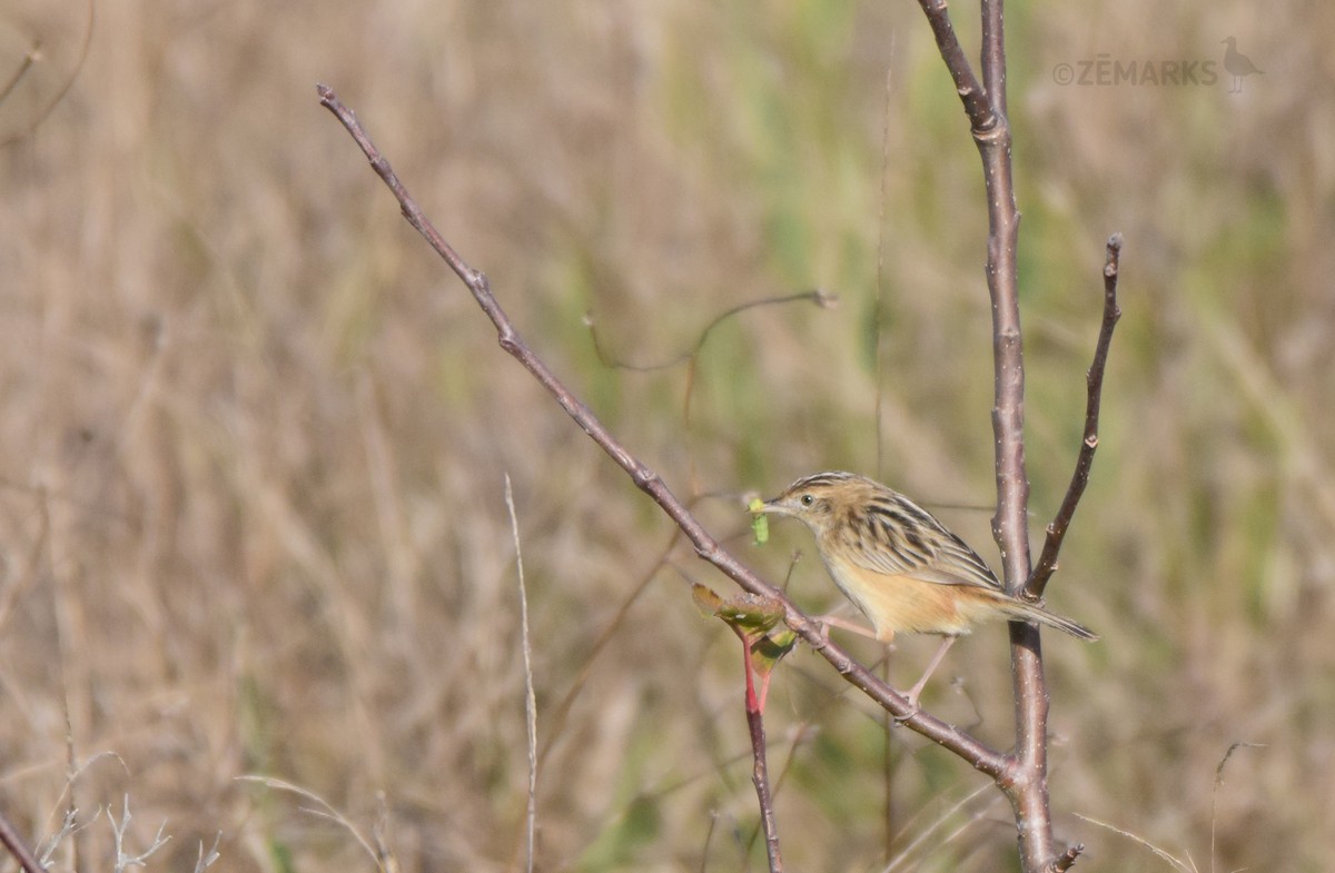 Zitting Cisticola - ML410207331