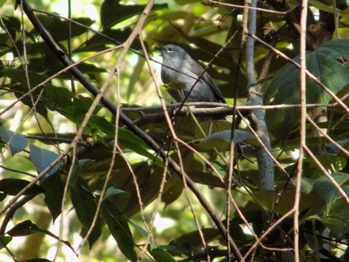 Solitario Unicolor - ML410207561