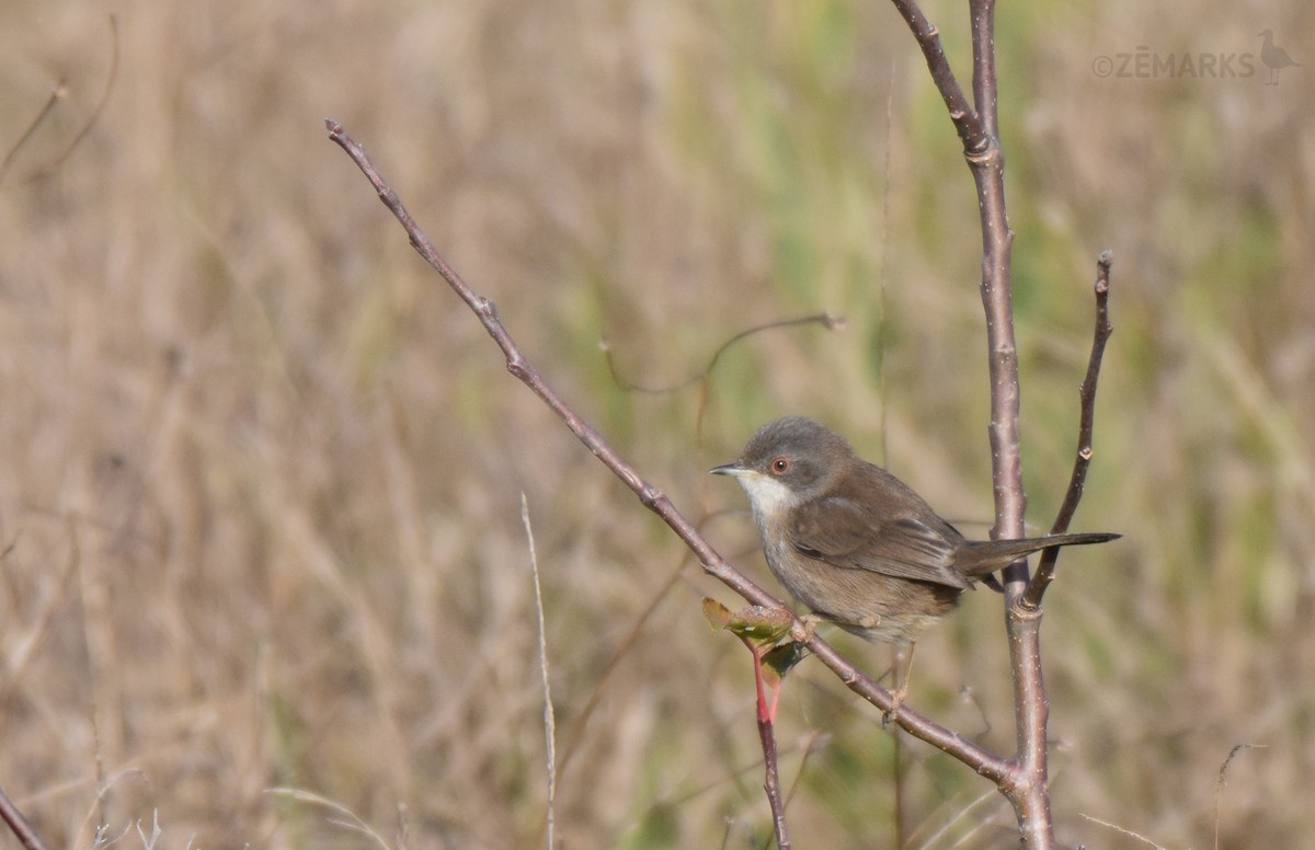 Sardinian Warbler - ML410207631