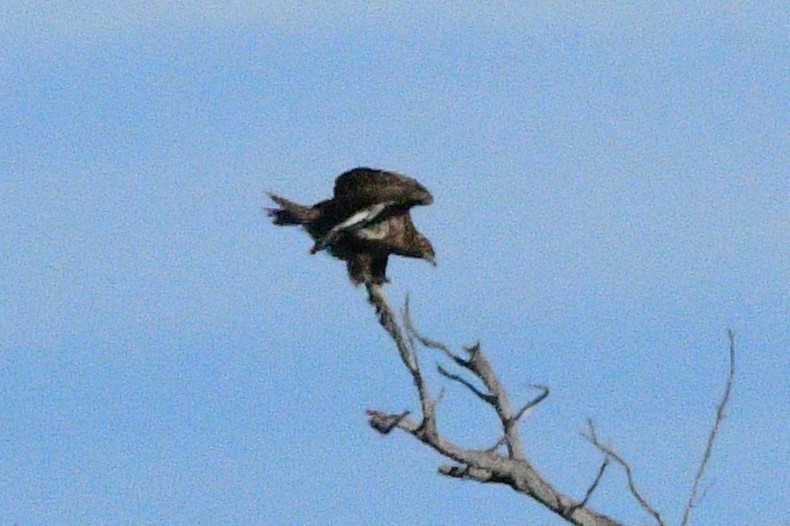 Golden Eagle - Robert Scrimger