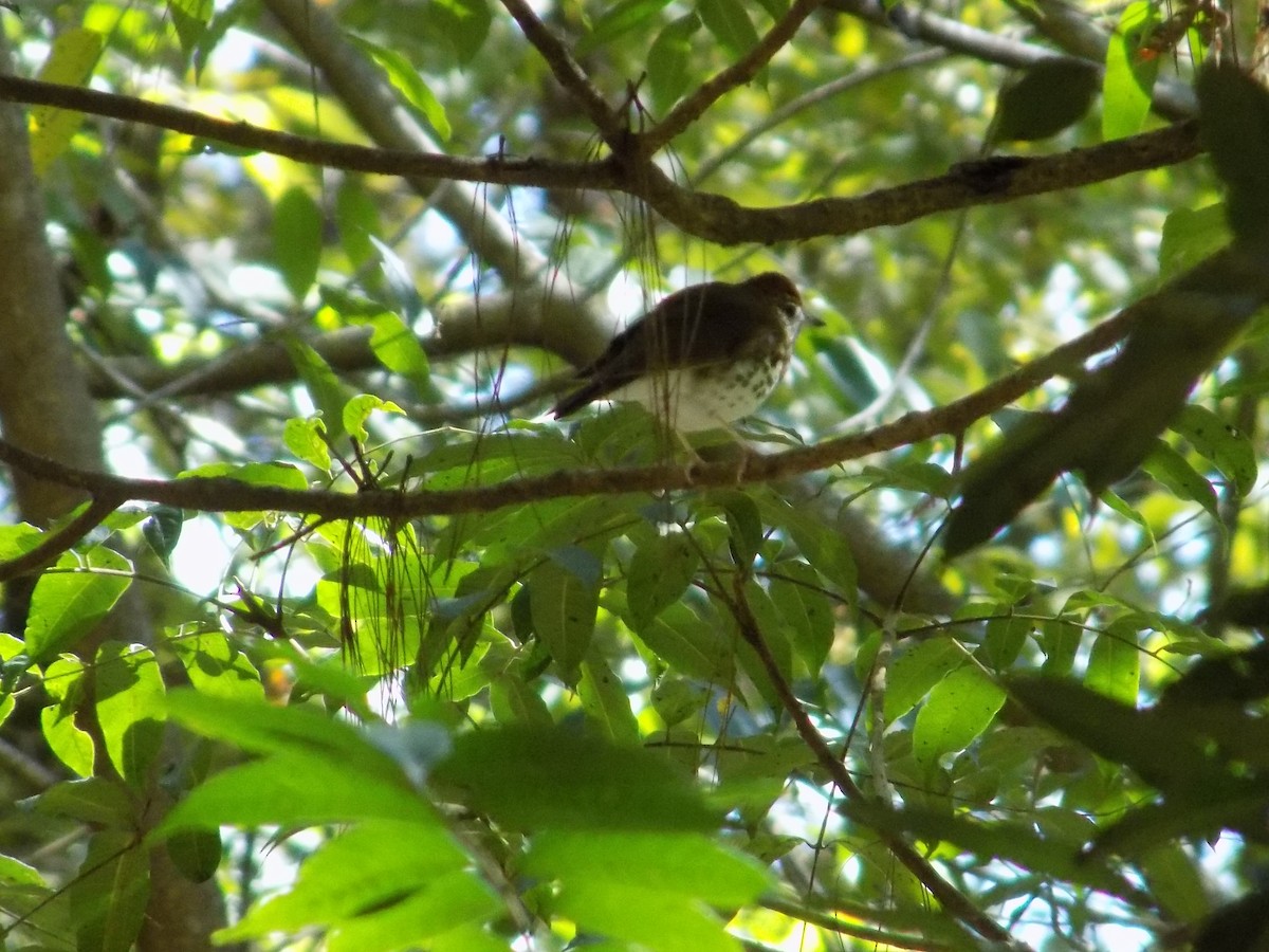 Wood Thrush - ML410207821