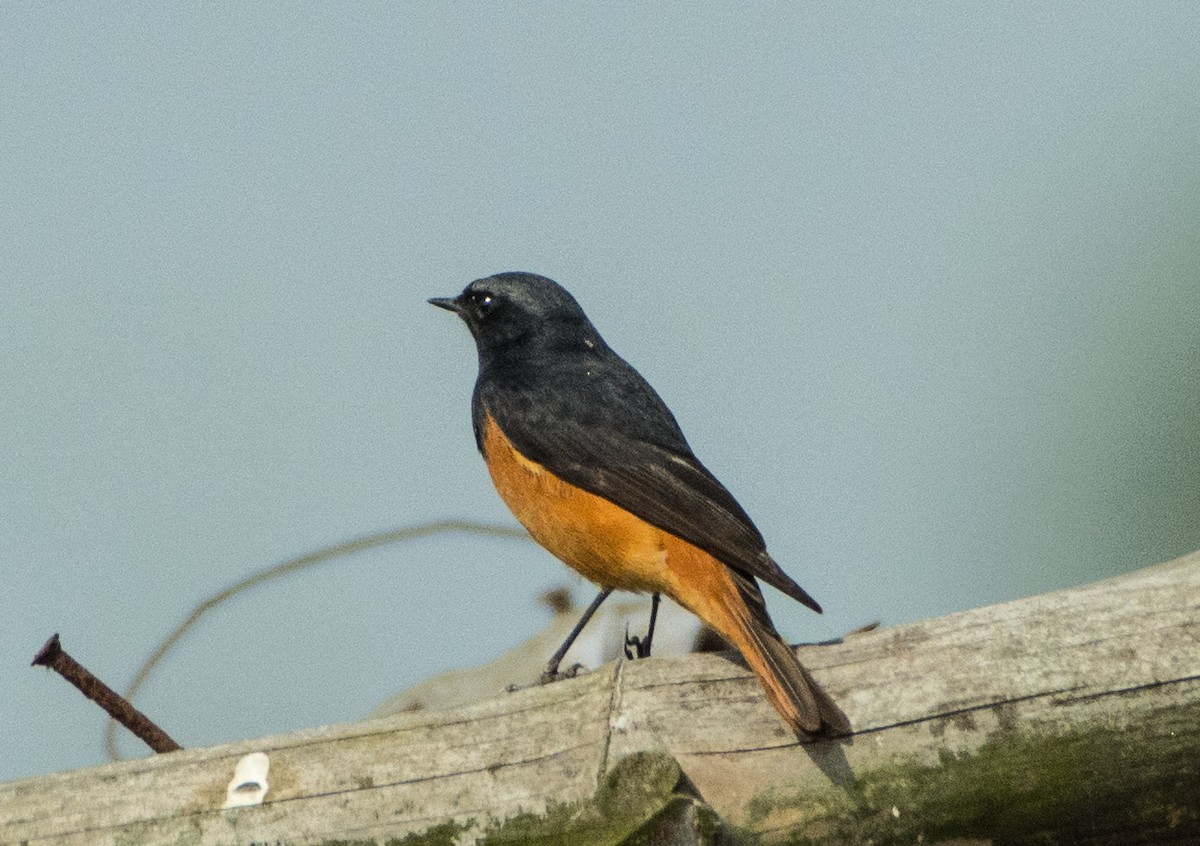 Black Redstart - ML410208991