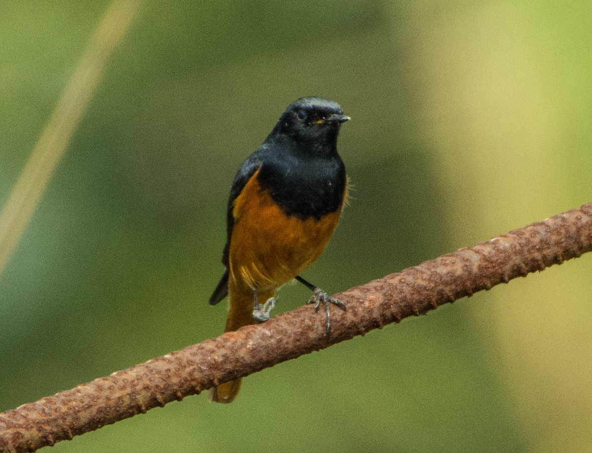 Black Redstart - ML410209011