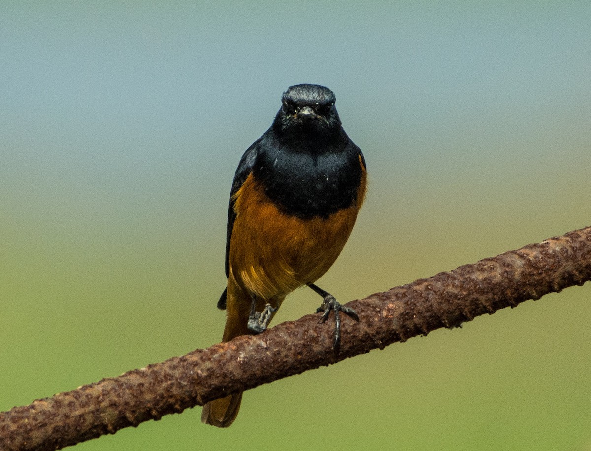 Black Redstart - ML410209021