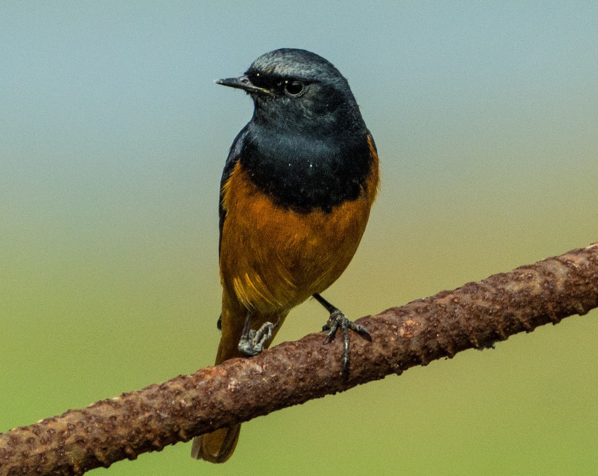 Black Redstart - ML410209031