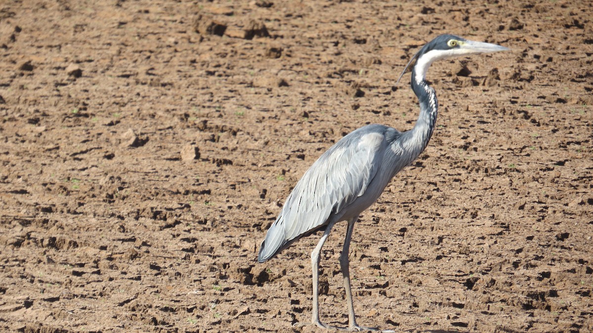 Black-headed Heron - ML410209141