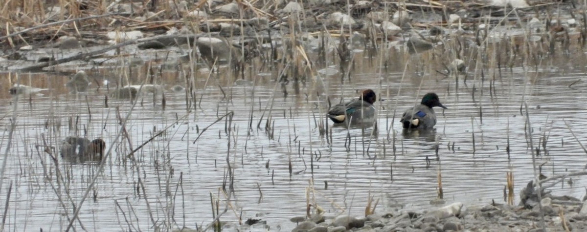 Green-winged Teal - ML410209231