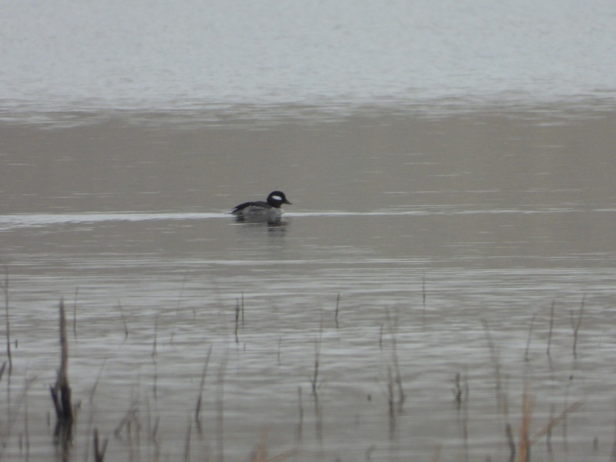 Bufflehead - Christopher Daniels