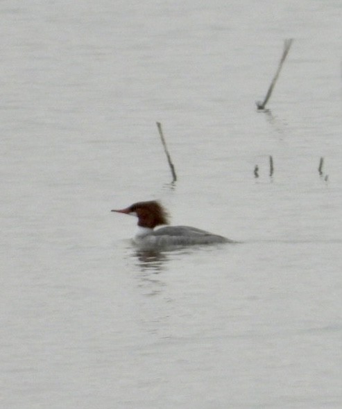 Common Merganser - ML410209321